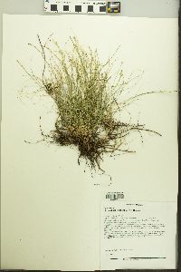 Carex eburnea image