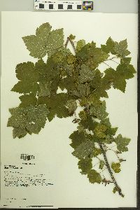 Ribes americanum image