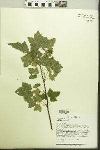 Ribes americanum image