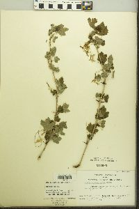 Ribes missouriense image