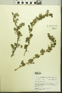 Ribes missouriense image