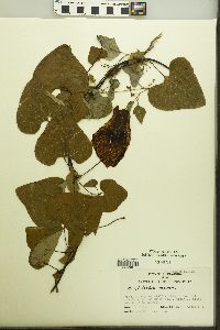 Aristolochia marshii image