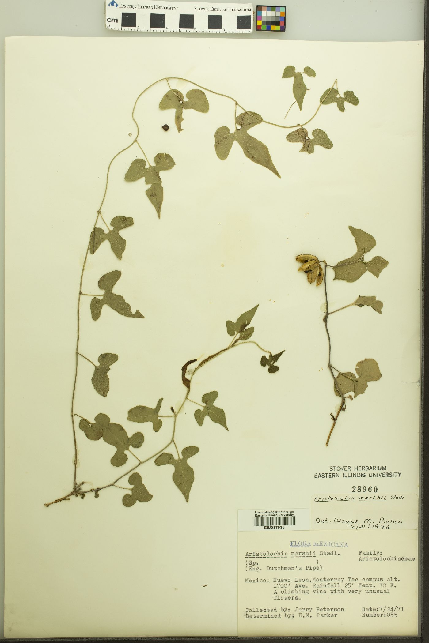 Aristolochia marshii image