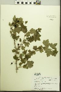 Ribes missouriense image