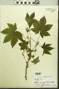 Ribes bracteosum image