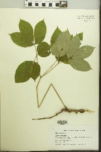 Aralia nudicaulis image