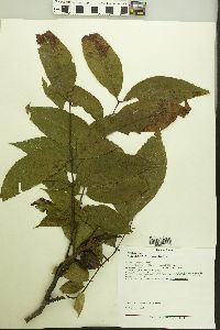 Carya illinoinensis image