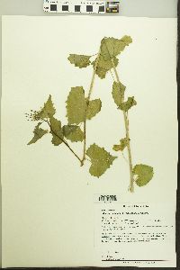 Alliaria petiolata image