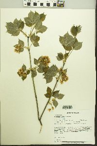 Staphylea trifolia image