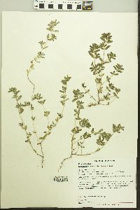 Euphorbia humistrata image