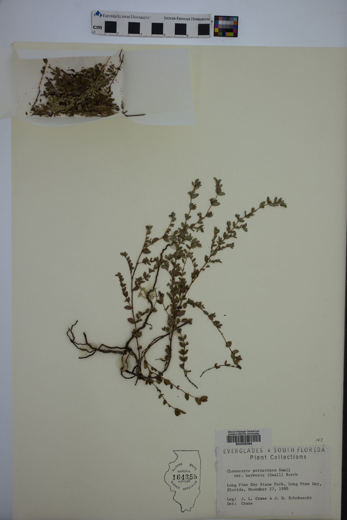 Chamaesyce porteriana var. keyensis image