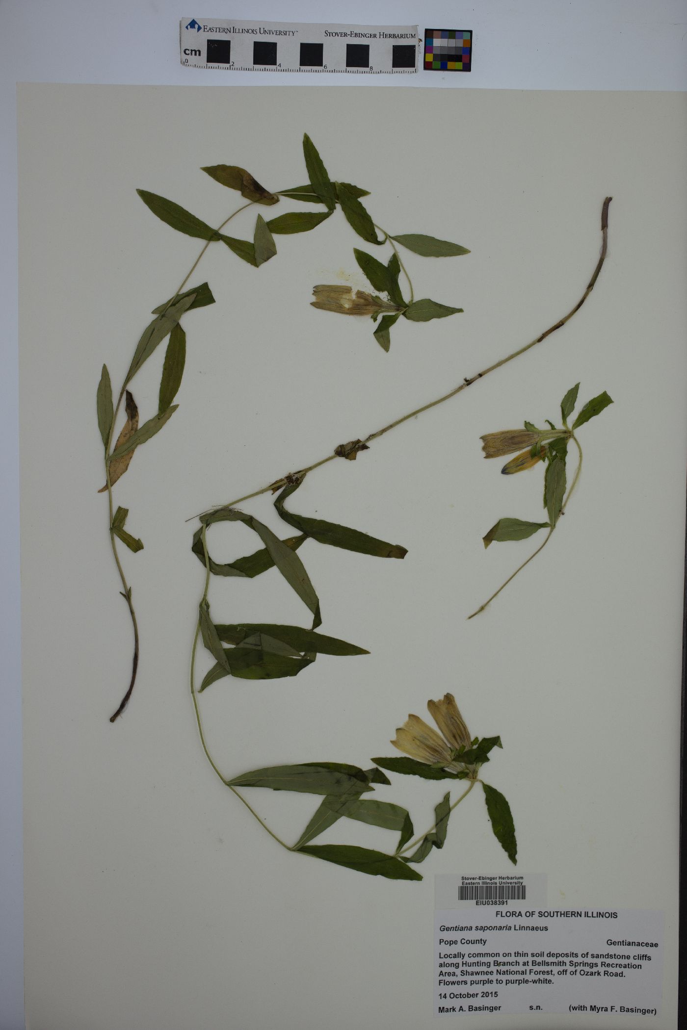 Gentiana saponaria var. latidens image