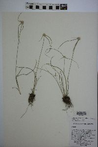 Cyperus seslerioides image