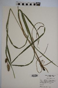 Carex typhina image