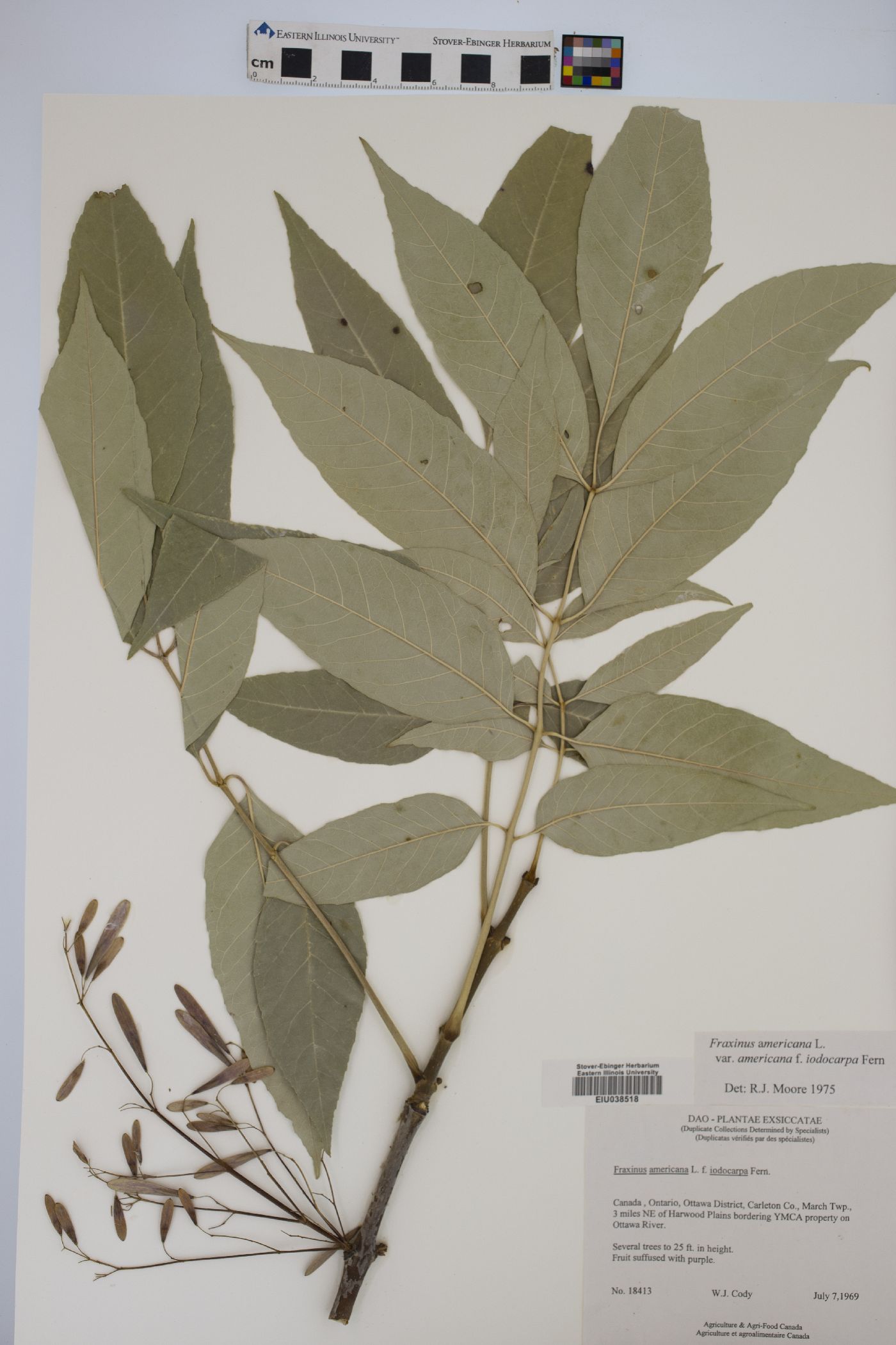 Fraxinus americana f. iodocarpa image