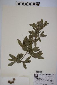 Quercus hemisphaerica image