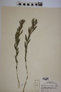 Lithospermum canescens image