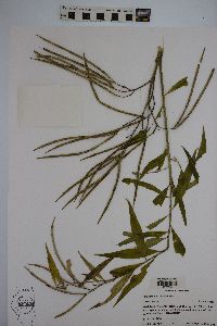 Amsonia illustris image