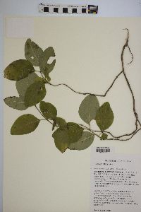 Lonicera flava image