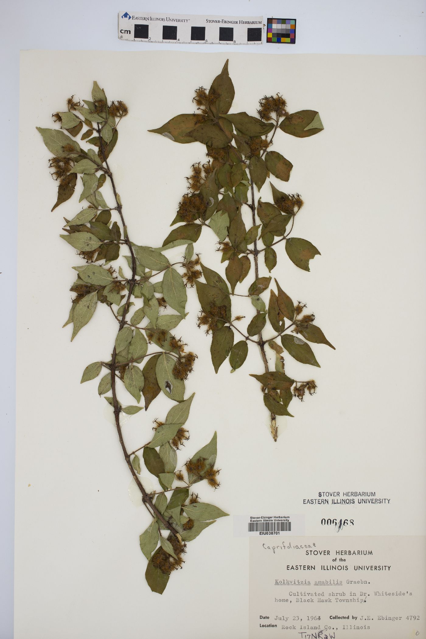 Kolkwitzia amabilis image