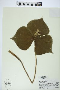 Trillium erectum image