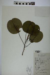 Triadica rotundifolia image