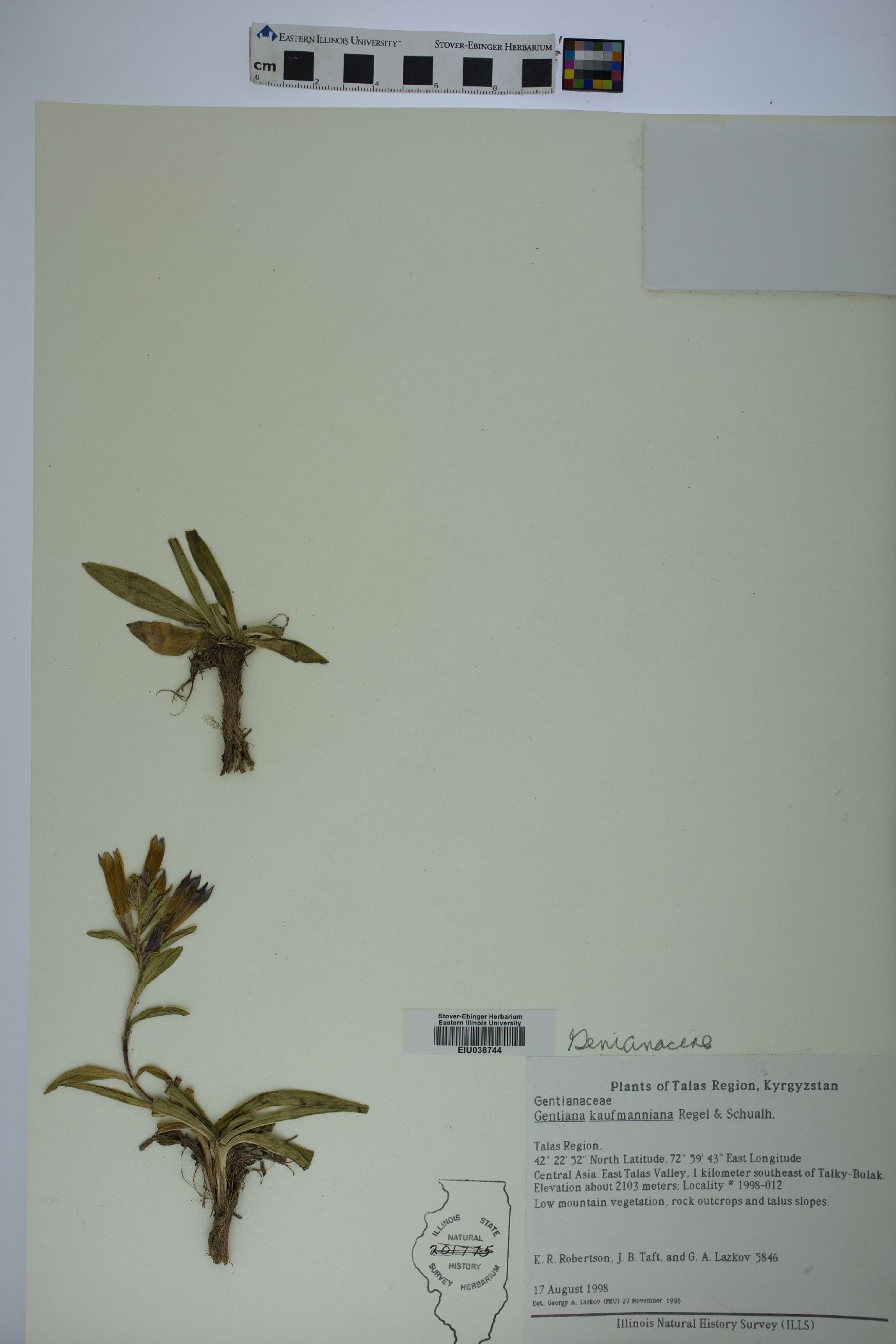 Gentiana kaufmanniana image