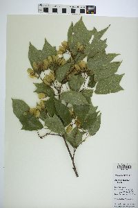 Acer buergerianum image