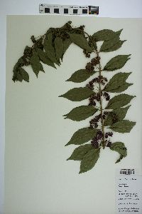 Callicarpa japonica image