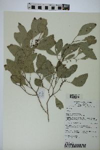 Eucalyptus populnea image