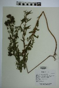 Hypericum sphaerocarpum image