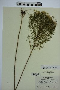 Euthamia microcephala image