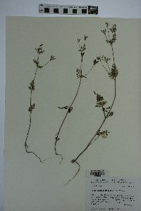 Chaerophyllum procumbens image