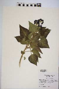 Hedera helix image