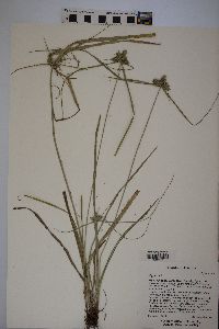 Cyperus pallidicolor image