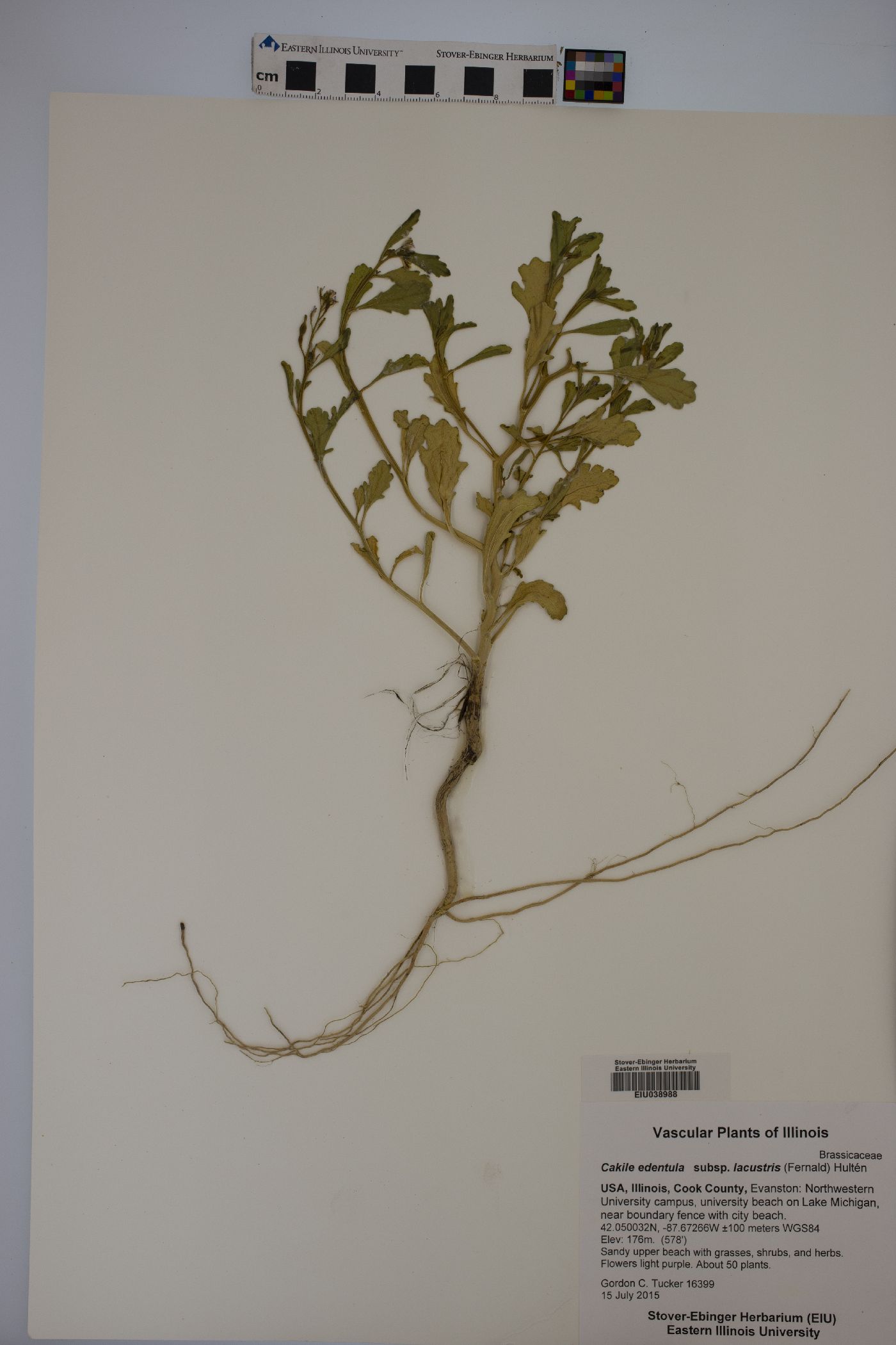 Cakile edentula subsp. lacustris image