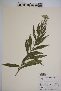 Eupatorium altissimum image