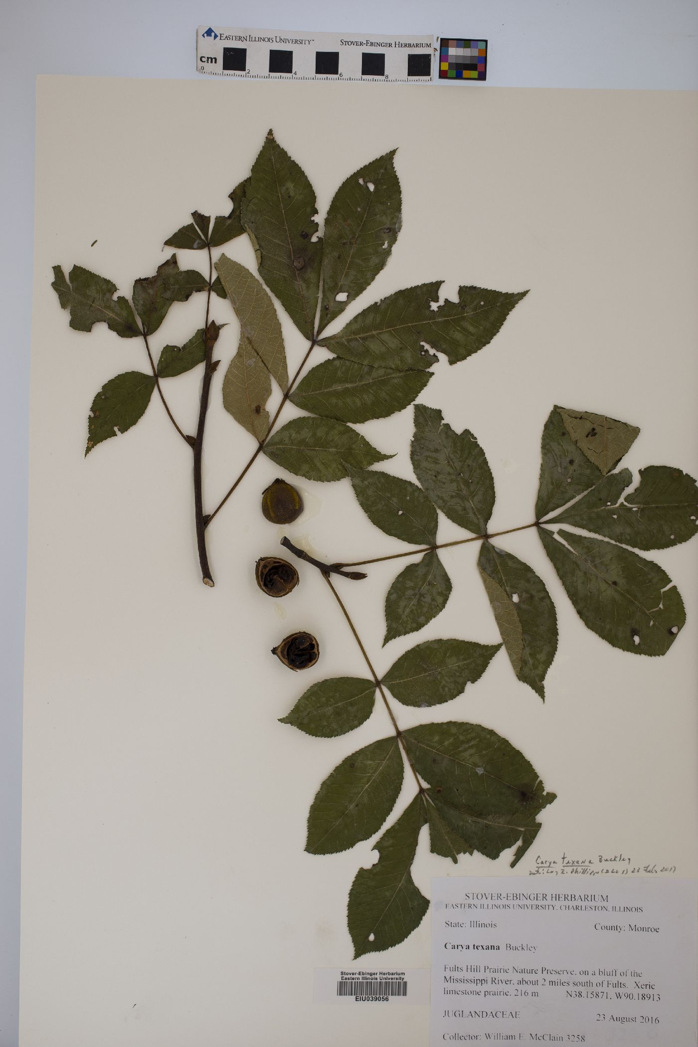 Carya texana image