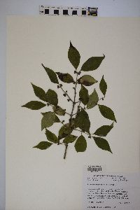 Lonicera maackii image