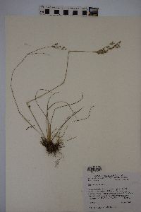 Juncus interior image