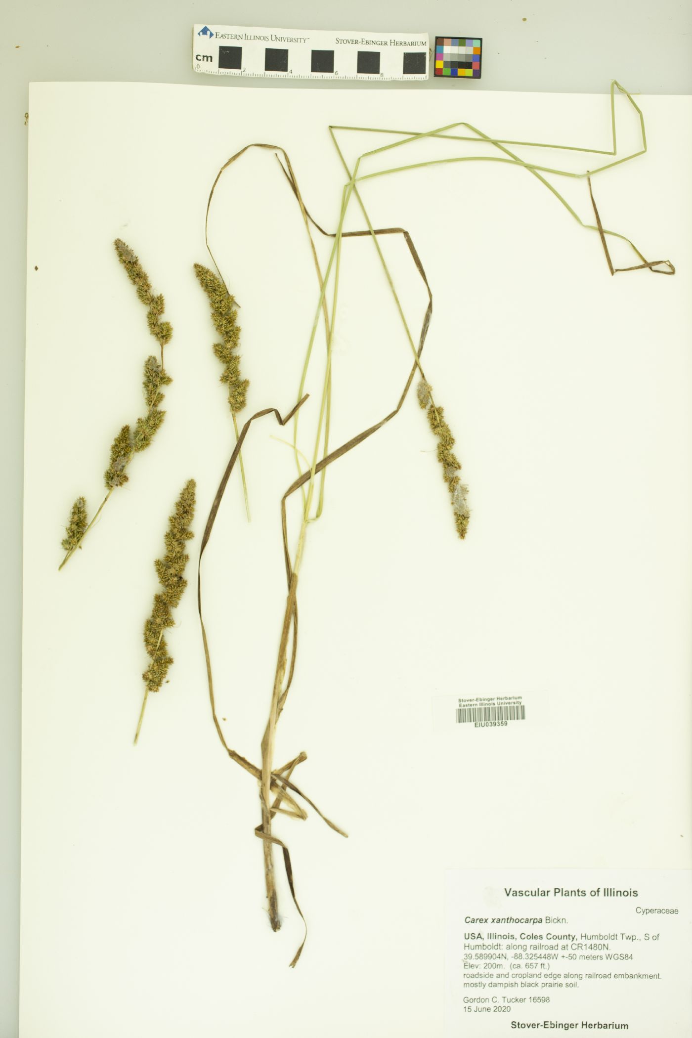 Carex xanthocarpa image