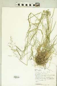 Poa sylvestris image