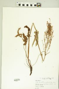 Rumex acetosa image