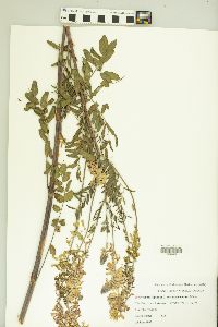Hedysarum alpinum var. americanum image
