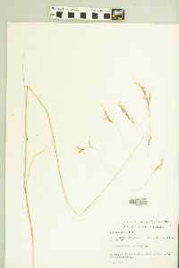 Stipa richardsonii image