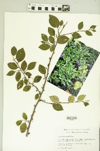 Cotoneaster acutifolius image