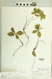 Cornus canadensis image