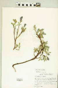 Salix arctophila image