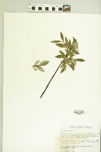 Salix planifolia image