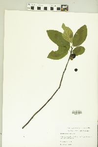 Rhamnus alnifolia image